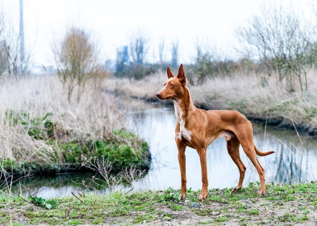 #22. Pharaoh hound